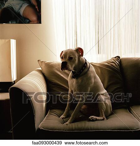 Stock Photo - Dog sitting on sofa. Fotosearch