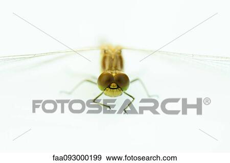 Stock Photo - Dragonfly, close-up. Fotosearch