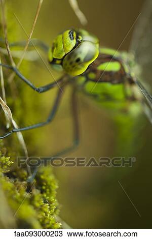 Stock Image - Dragonfly, extreme close-up. Fotosearch