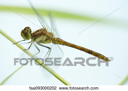 Stock Image - Dragonfly resting on stem. Fotosearch