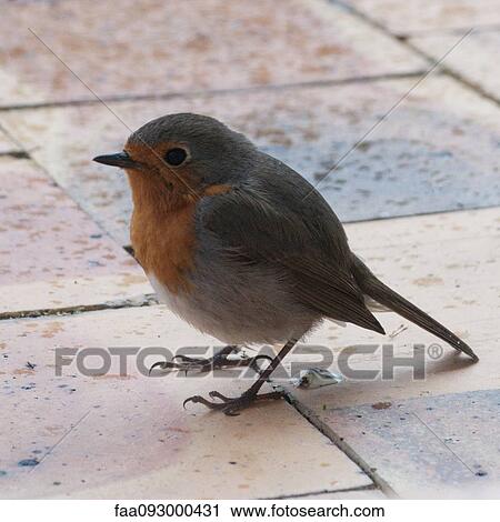 European robin (Erithacus rubecula) View Large Photo Image Stock Image - European robin (Erithacus rubecula). Fotosearch