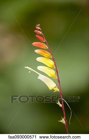 Firecracker vine (Ipomoea lobata) View Large Photo Image Stock Image - Firecracker vine (Ipomoea lobata). Fotosearch