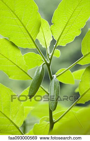 Flower buds on plant View Large Photo Image Stock Photo - Flower buds on plant. Fotosearch