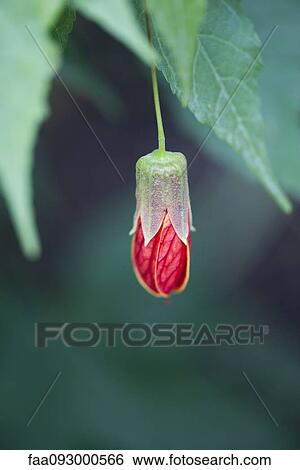 Flowering maple (Abutilon) View Large Photo Image Stock Photograph - Flowering maple (Abutilon). Fotosearch