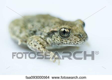Frog, close-up View Large Photo Image Picture - Frog, close-up. Fotosearch