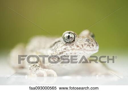 Stock Photography - Frog, close-up. Fotosearch