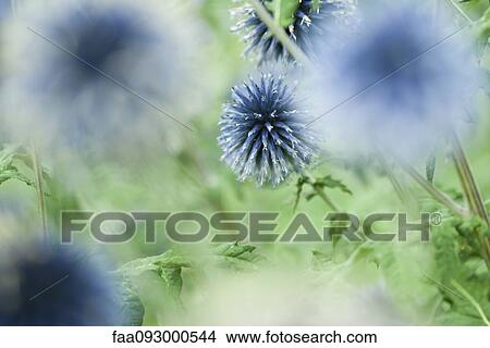Picture - Globe thistle. Fotosearch