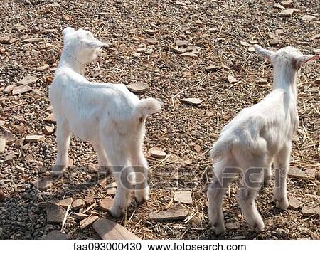 Kid goats, rear view View Large Photo Image Stock Image - Kid goats, rear view. Fotosearch