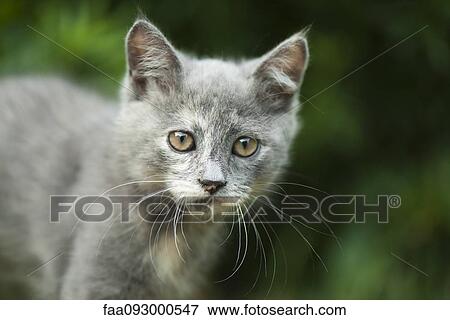 Stock Photo - Kitten, portrait. Fotosearch