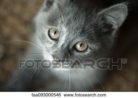 Kitten, portrait View Large Photo Image Stock Photograph - Kitten, portrait. Fotosearch