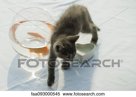 Kitten walking near goldfish bowl View Large Photo Image Stock Photography - Kitten walking near goldfish bowl. Fotosearch