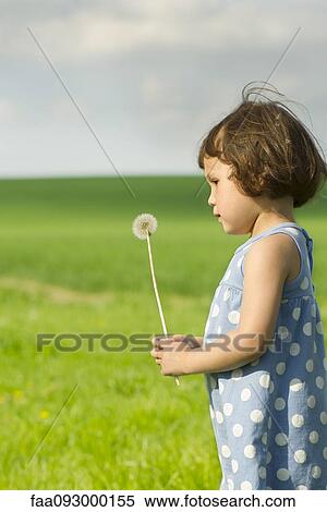 Little girl holding dandelion seedhead in field View Large Photo Image Stock Photography - Little girl holding dandelion seedhead in field. Fotosearch
