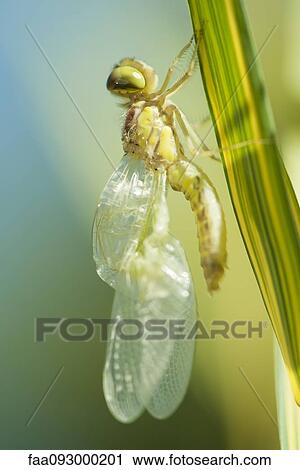 Stock Image - Newly emerged dragonfly drying its wings on blade of grass. Fotosearch