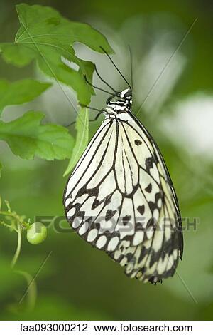 Stock Image - Paper kite butterfly (Idea leuconoe). Fotosearch