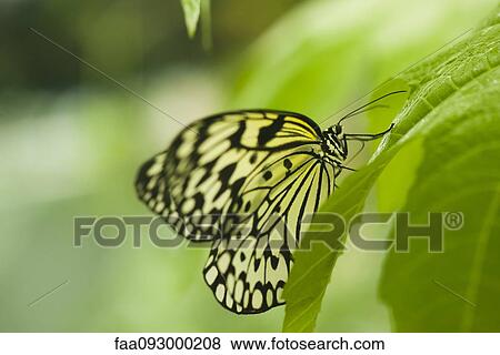 Stock Photo - Paper kite butterfly (Idea leuconoe). Fotosearch