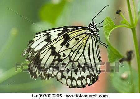 Paper kite butterfly (Idea leuconoe) View Large Photo Image Stock Photography - Paper kite butterfly (Idea leuconoe). Fotosearch