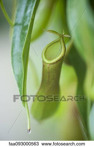Pitcher plant View Large Photo Image Stock Image - Pitcher plant. Fotosearch