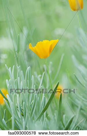 Poppies growing among lavender, close-up View Large Photo Image Stock Photo - Poppies growing among lavender, close-up. Fotosearch