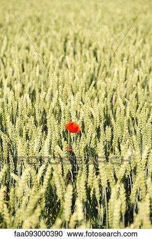 Stock Image - Poppy growing in wheatfield. Fotosearch