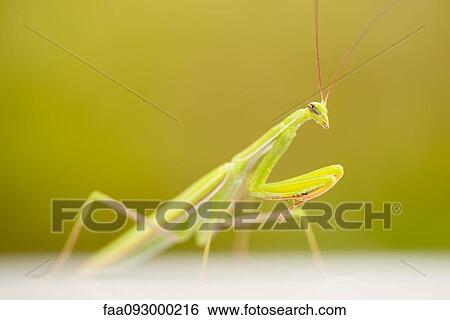 Praying mantis View Large Photo Image Stock Photograph - Praying mantis. Fotosearch