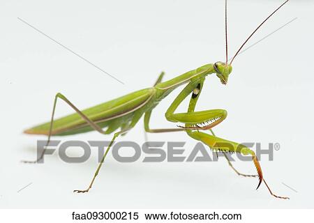 Praying mantis View Large Photo Image Stock Photography - Praying mantis. Fotosearch