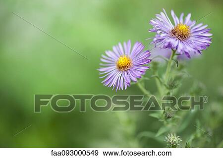 Purple asters View Large Photo Image Stock Photo - Purple asters. Fotosearch