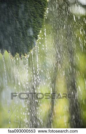 Rain dripping off tree branch View Large Photo Image Stock Image - Rain dripping off tree branch. Fotosearch