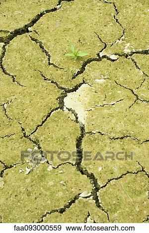 Seedling growing out of dry, cracked earth View Large Photo Image Stock Photo - Seedling growing out of dry, cracked earth. Fotosearch