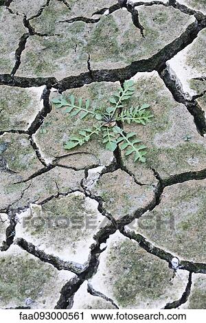 Stock Image - Single plant growing out of dry, cracked earth. Fotosearch