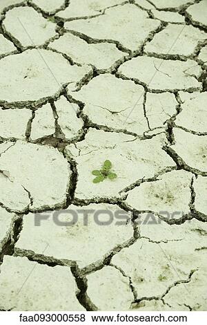 Stock Photo - Single plant growing out of dry, cracked earth. Fotosearch