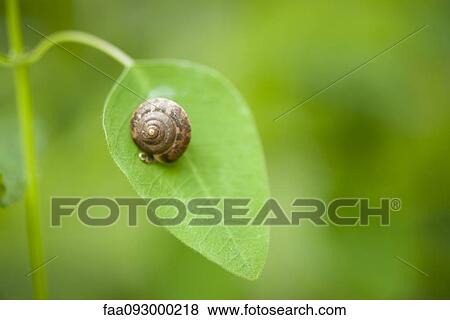 Snail on leaf View Large Photo Image Stock Photo - Snail on leaf. Fotosearch
