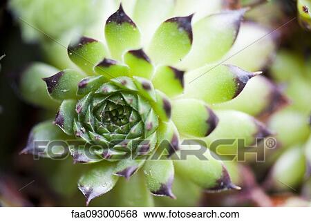 Stock Photo - Succulent plant, close-up. Fotosearch