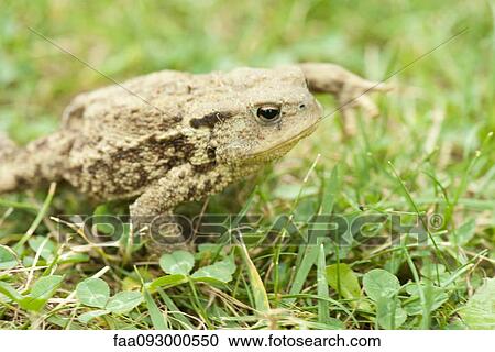 Stock Image - Toad crawling through grass. Fotosearch