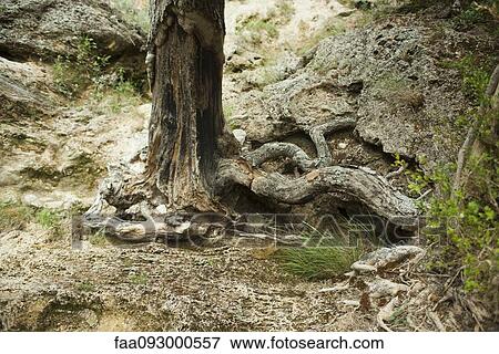 Stock Photo - Tree growing out of hillside. Fotosearch