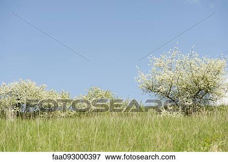 Trees in blossom in springtime View Large Photo Image Stock Photo - Trees in blossom in springtime. Fotosearch