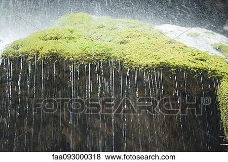 Stock Photo - Water dripping over edge of moss covered rock. Fotosearch