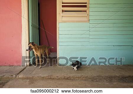 Cat and dog on curb outside colorful building View Large Photo Image Stock Image - Cat and dog on curb outside colorful building. Fotosearch
