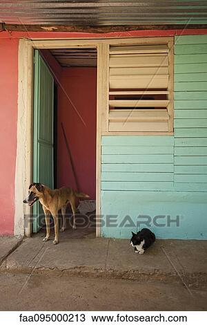 Stock Image - Cat and dog on curb outside colorful building. Fotosearch