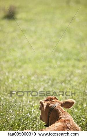 Cow lying on grass, rear view, cropped View Large Photo Image Stock Image - Cow lying on grass, rear view, cropped. Fotosearch