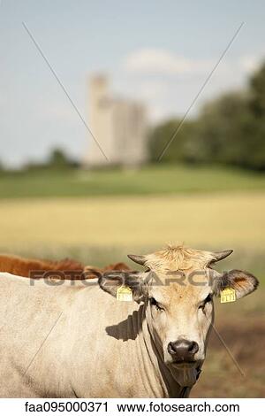 Cows on pasture View Large Photo Image Stock Image - Cows on pasture. Fotosearch
