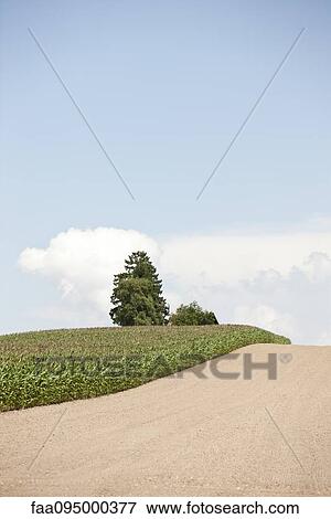 Stock Photo - Crops along country road. Fotosearch