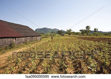 Stock Photography - Crops growing in field. Fotosearch
