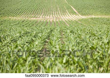 Stock Image - Crops in field, focus on background. Fotosearch
