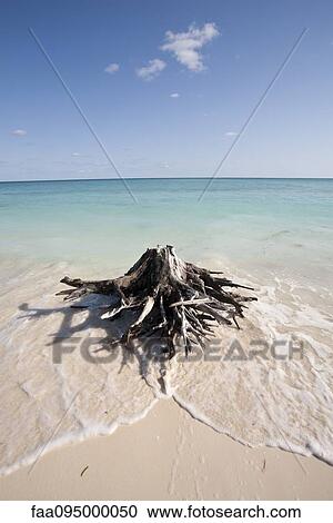 Driftwood washed up on beach View Large Photo Image Stock Image - Driftwood washed up on beach. Fotosearch