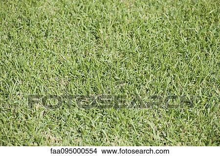 Picture - Grass, full frame. Fotosearch