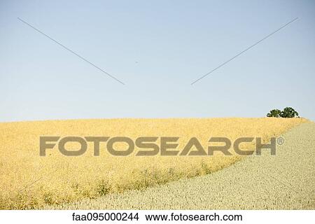 Picture - Green and brown fields side by side. Fotosearch