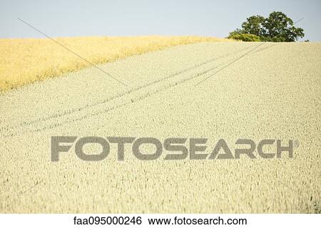 Green and brown fields side by side View Large Photo Image Stock Photograph - Green and brown fields side by side. Fotosearch
