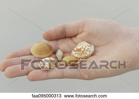 Hand holding seashells View Large Photo Image Stock Image - Hand holding seashells. Fotosearch