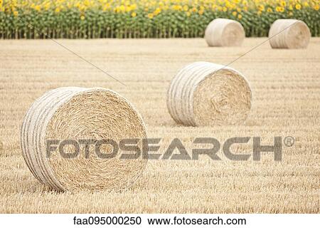 Haybales in field View Large Photo Image Stock Image - Haybales in field. Fotosearch
