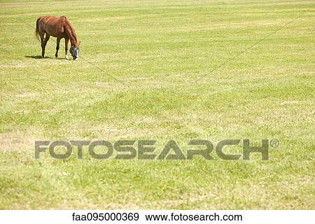 Horse grazing View Large Photo Image Stock Photo - Horse grazing. Fotosearch